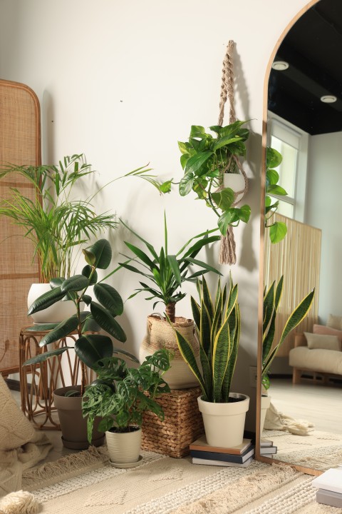 A bright indoor collection of houseplants